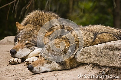 European grey Wolves Stock Photo