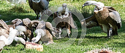 European Griffon Vultures in group of large scavenger birds eatin Stock Photo