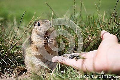 European ground squirrel eating seeds from hand Stock Photo