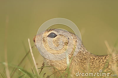 European Ground Squirrel Stock Photo