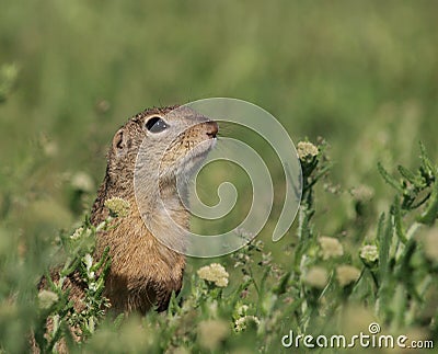 European ground squirrel (Spermophilus citellus) Stock Photo