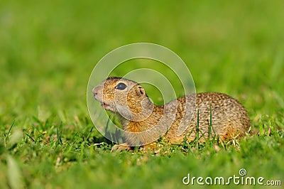 European ground squirrel (Spermophilus citellus) Stock Photo