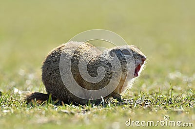 European ground squirrel (Spermophilus citellus) Stock Photo