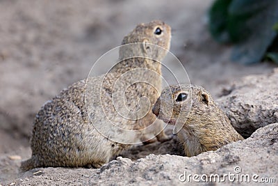 European ground squirrel Spermophilus citellus Stock Photo