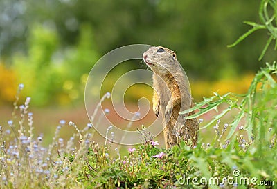 The European ground squirrel Spermophilus citellus Stock Photo