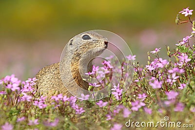 The European ground squirrel Spermophilus citellus Stock Photo