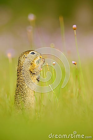 European Ground Squirrel, Spermophilus citellus, sitting in the green grass with pink flower bloom during summer, detail animal po Stock Photo
