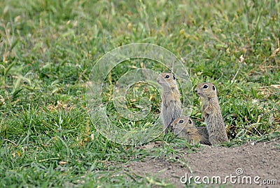 European ground squirrel (Spermophilus citellus) Stock Photo