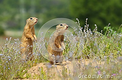 The European ground squirrel Spermophilus citellus Stock Photo