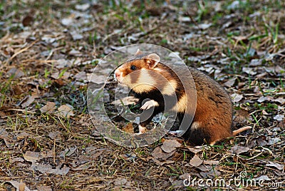 European hamster Stock Photo