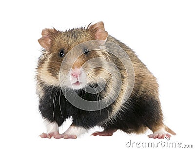 European Hamster against white background Stock Photo