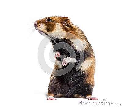 European hamster on hind legs, Cricetus cricetus Stock Photo