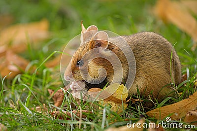 A European hamster in a meadow looking for food Stock Photo