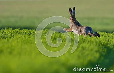 European hare jumping through green field at evening Stock Photo