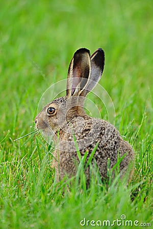 European hare (Lepus europaeus) Stock Photo