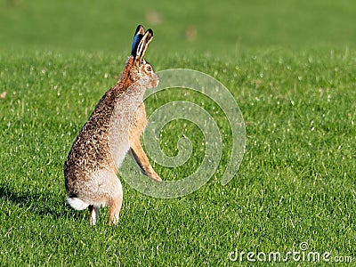 European hare - Lepus europaeus Stock Photo