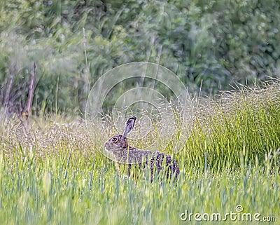 European hare -Lepus europaeus- in the morning light Stock Photo