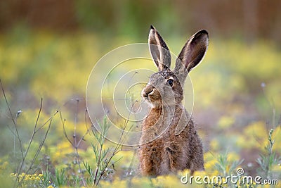 European hare stands in the grass and looking at the camera Stock Photo