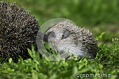 EUROPEAN HEDGEHOG erinaceus europaeus, YOUNG Stock Photo