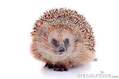 European hedgehog on white background Stock Photo