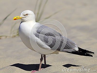 European Herring Gull Stock Photo