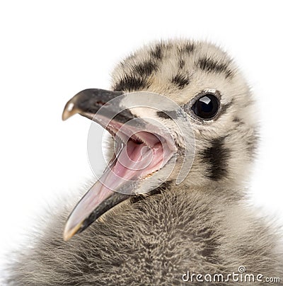 European Herring Gull chick calling, Larus argentatus Stock Photo