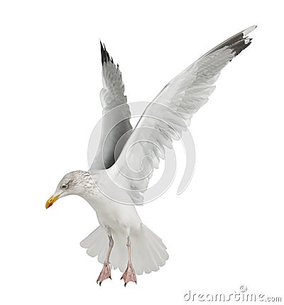 European Herring Gull, Larus argentatus Stock Photo