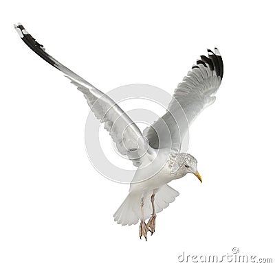 European Herring Gull, Larus argentatus Stock Photo