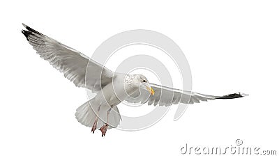 European Herring Gull, Larus argentatus Stock Photo