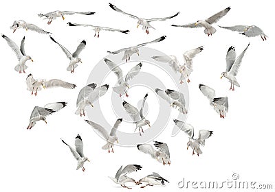 European Herring Gulls, Larus argentatus Stock Photo