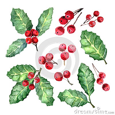 European Holly or Ilex aquifolium leaves and fruit. Xmas Mistletoe Cartoon Illustration