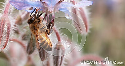 European Honey Bee, apis mellifera, Bee Booting a Borage Flower, Pollination Act, Normandy Stock Photo