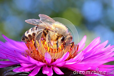 The European honey bee. Stock Photo