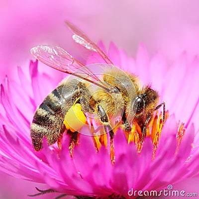 The European honey bee. Stock Photo