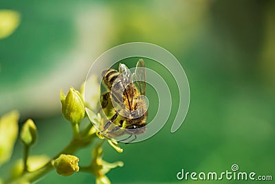 European honey bee, pollinating avocado flower Stock Photo