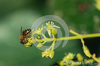 European honey bee, pollinating avocado flower Stock Photo