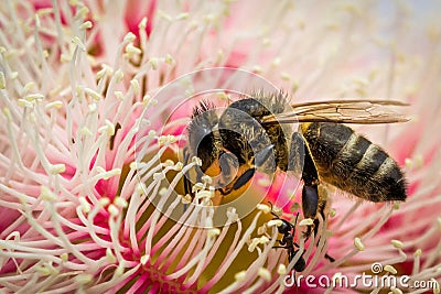 European Honey Bee Feeding on Bright Pink Eucalyptus Flowers, Sunbury, Victoria, Australia, October 2017 Stock Photo