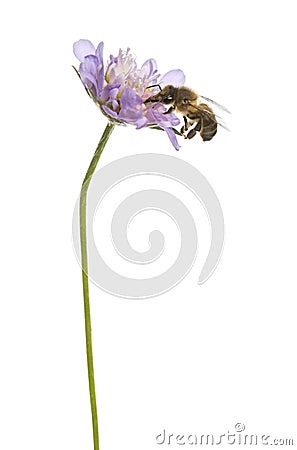 European honey bee landed on a flowering plant, foraging, Apis mellifera Stock Photo