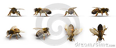 European honey bee, renders set from different angles on a white. 3D illustration Cartoon Illustration