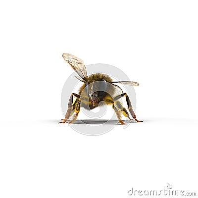 European honey bee, on white. 3D illustration Cartoon Illustration