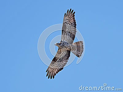 European honey buzzard (Pernis apivorus) Stock Photo