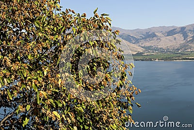 European hop-hornbeam Ostrya carpinifolia Stock Photo