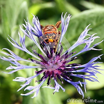 European Hornet Stock Photo