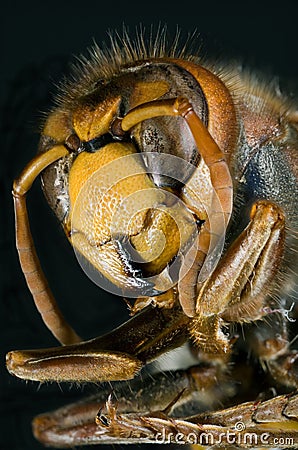 European Hornet Stock Photo