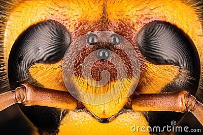 European Hornet, Hornet, Vespa crabro - FEMALE Stock Photo