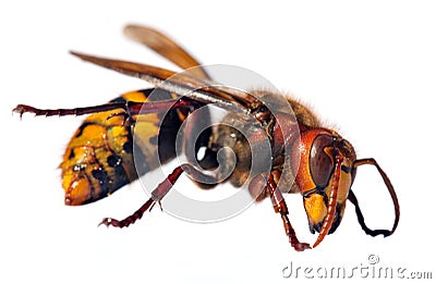 European hornet in latin Vespa crabro Stock Photo