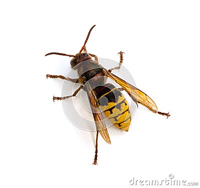 European Hornet Stock Photo