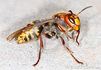 European hornet (Vespa crabro) Stock Photo