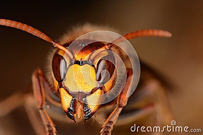 European hornet (Vespa crabro) Stock Photo