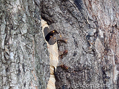 European hornet Vespa crabro nest Stock Photo